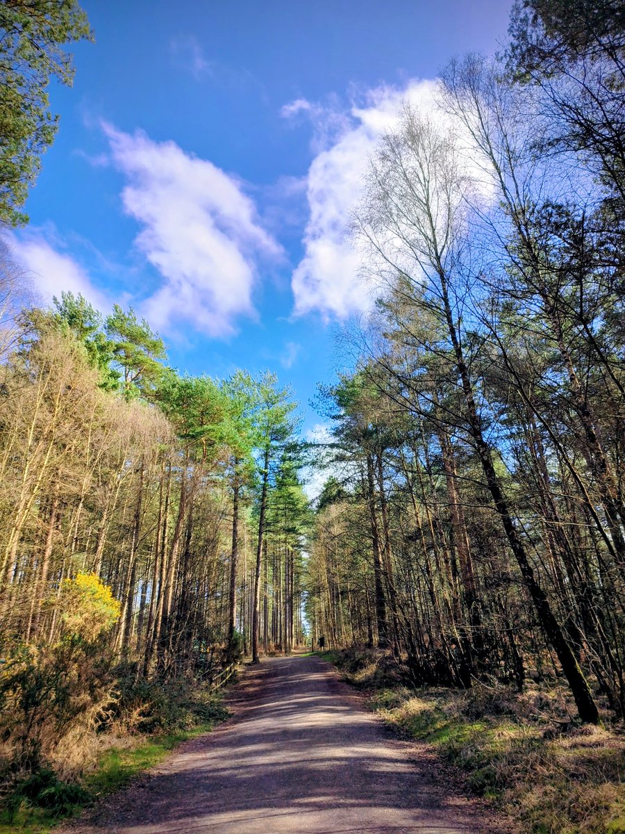 LadyGrace27's tweet image. The sun shone and the trees leaned in...🌞🌲

#tuesdayvibe #trees #treepeople #sunshine 
#nature #naturebeauty