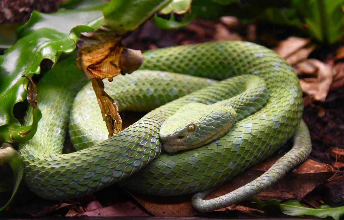 Saint Louis Zoo tweet media