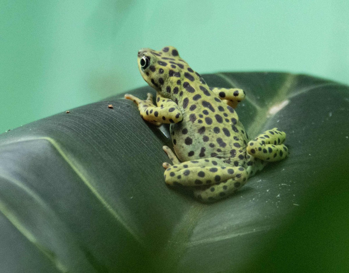 Saint Louis Zoo tweet media