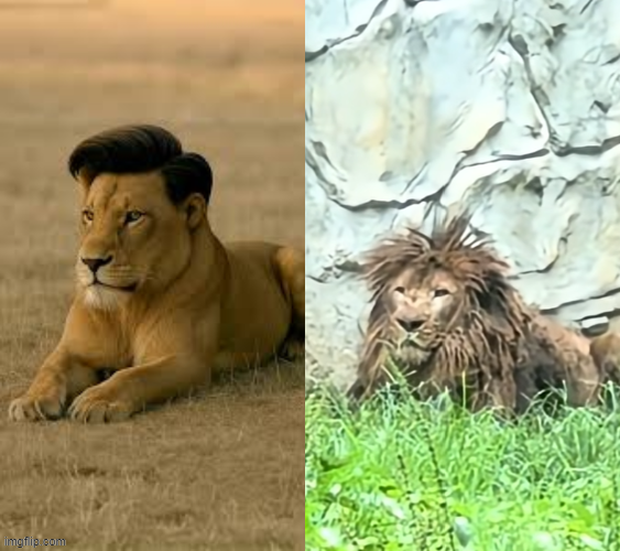 Bitcoin Teddy tweet media