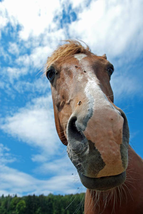 Detective Dandelion 🔎🐴 Centaur Detective Vtuber tweet media