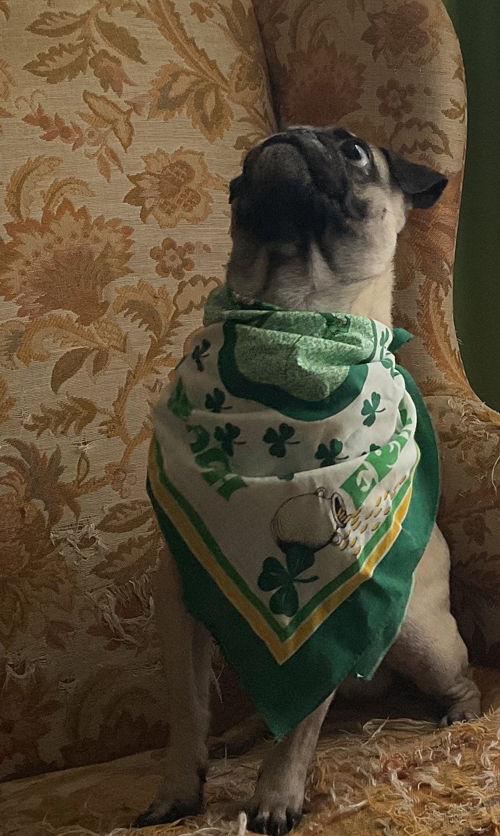 𝕰𝖗𝖎𝖈 𝖕𝖚𝖌 🐶 tweet media