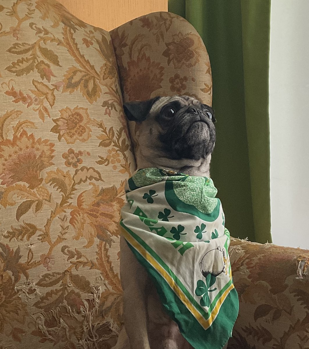 𝕰𝖗𝖎𝖈 𝖕𝖚𝖌 🐶 tweet media