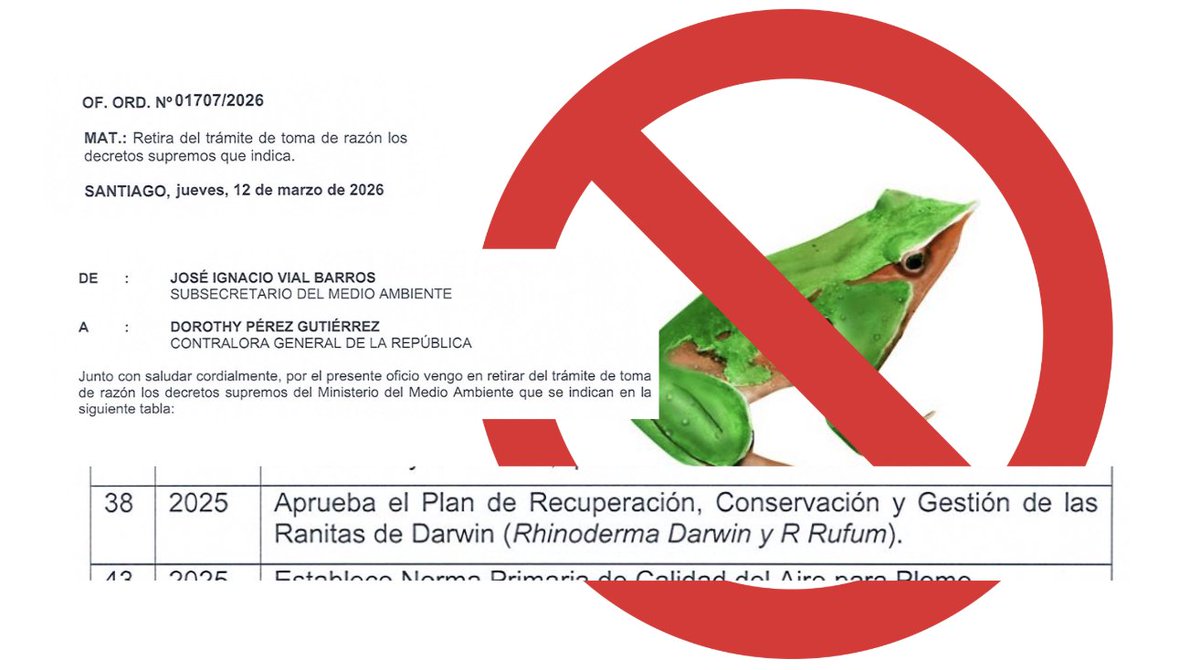 abernales's tweet photo. Mala señal: el plan de recuperación de la Ranita de Darwin también se frena. El Subsecretario de Medio Ambiente retiró la toma de razón del plan de conservación de esta especie endémica de Chile. El medio ambiente no puede ser visto como un obstáculo. https://t.co/uqthVdSqRe