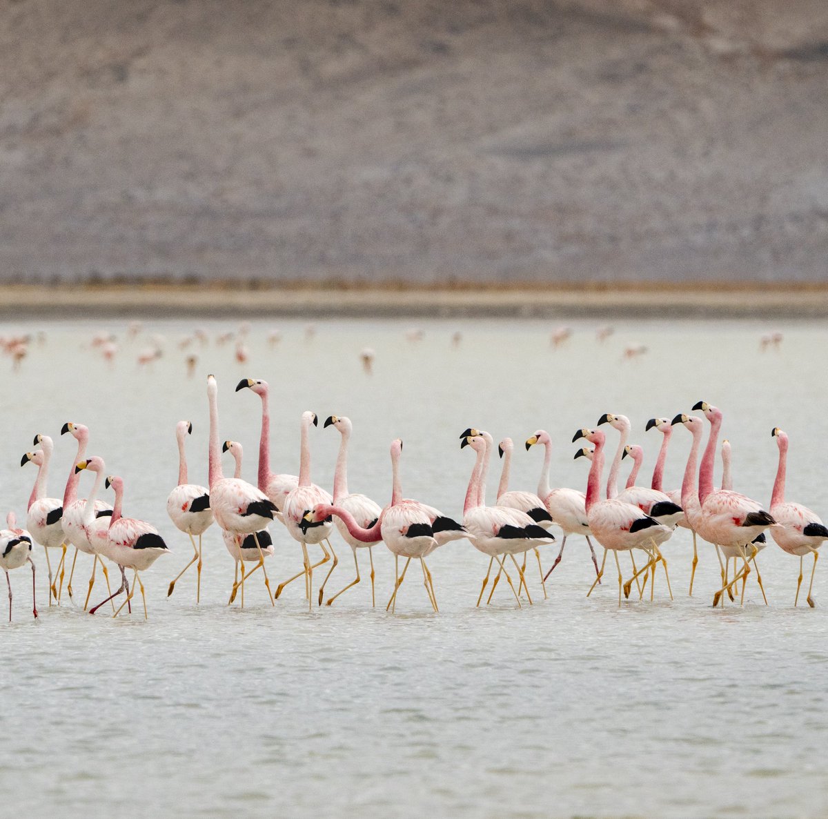 Cristina Dorador Ortiz 🦩 tweet media