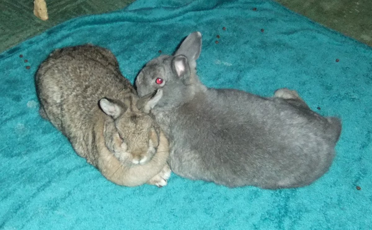 The Tranquil Rabbit Sanctuary. tweet media