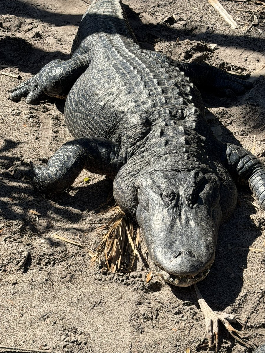 TYLER ALEXANDER tweet media