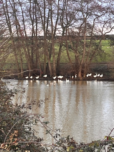 Rosie P 🦇 🦎 🕷️ 🦭 🐌 🍃🌳🚲💧 tweet media