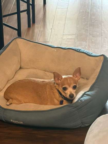 Oklahoma Humane Society tweet media