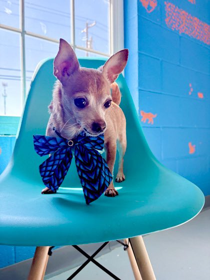 Oklahoma Humane Society tweet media