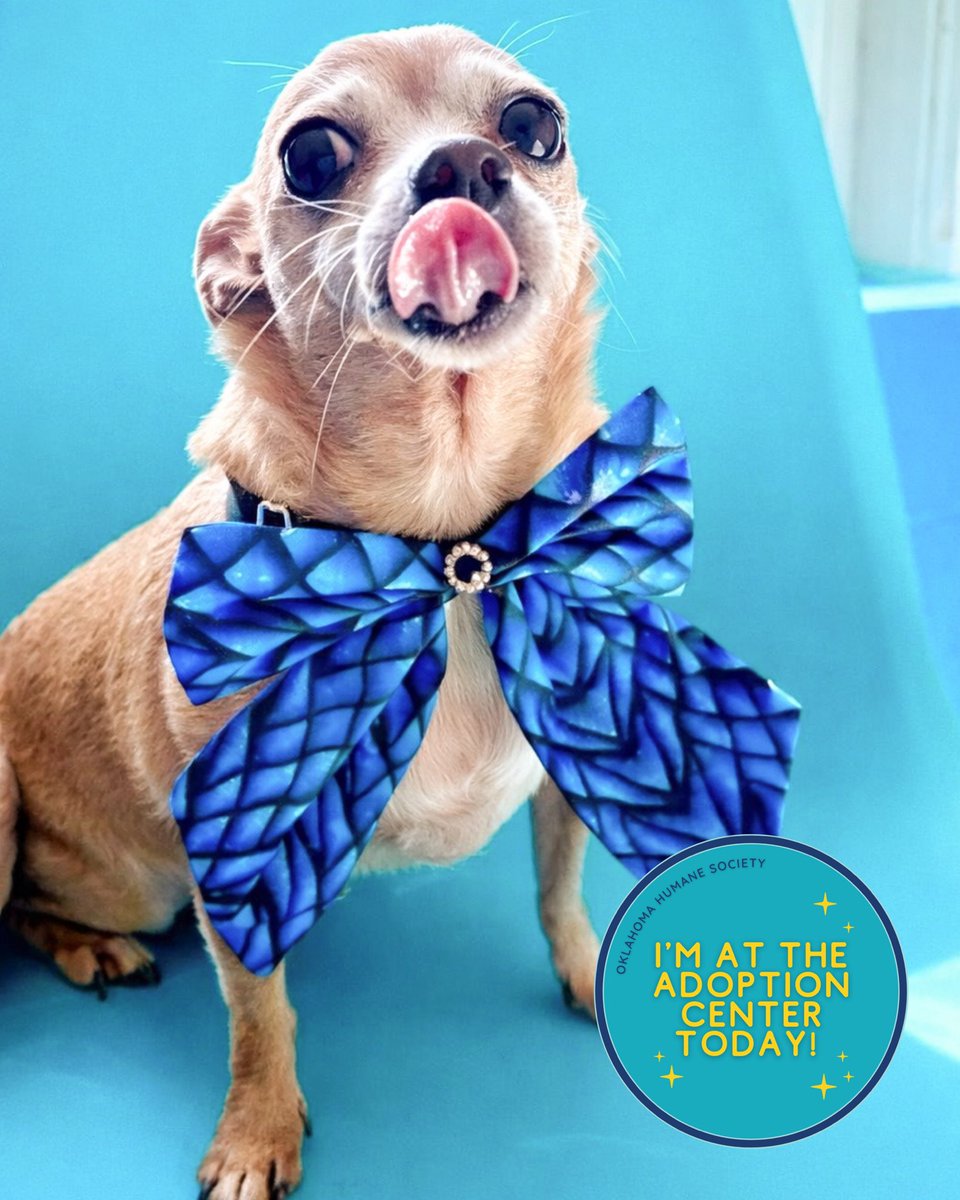 Oklahoma Humane Society tweet media