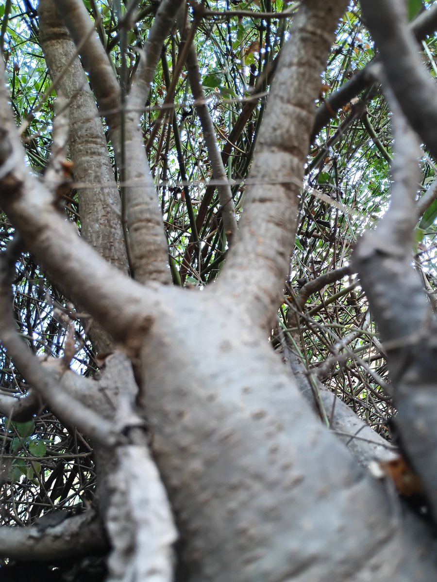 TrendPulse 🚀 tweet media