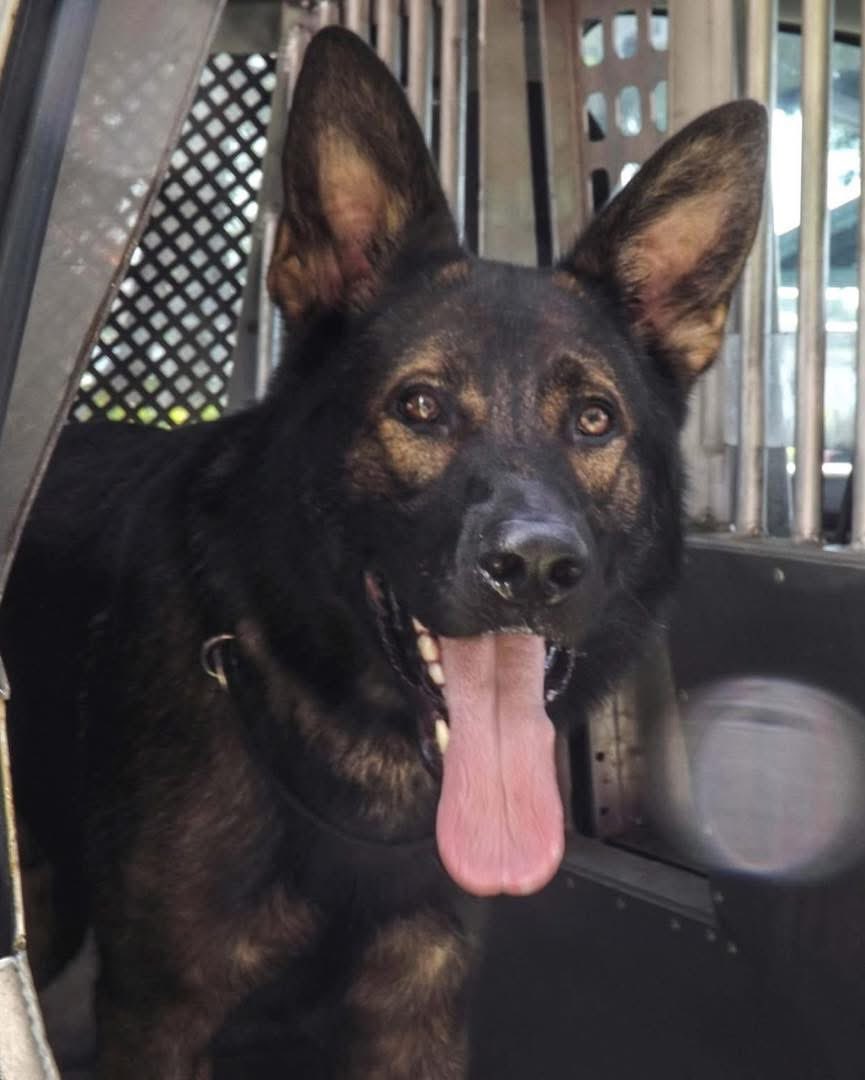 DK🇺🇸🦅🇺🇸 tweet media