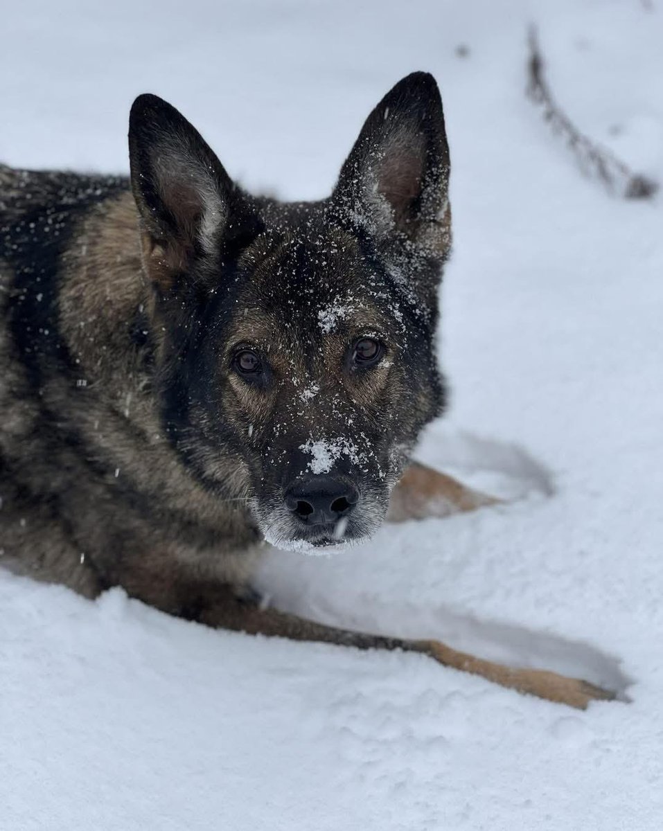 DK🇺🇸🦅🇺🇸 tweet media