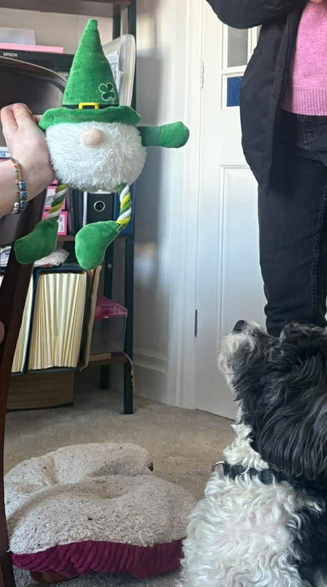 Cáit Rua tweet media