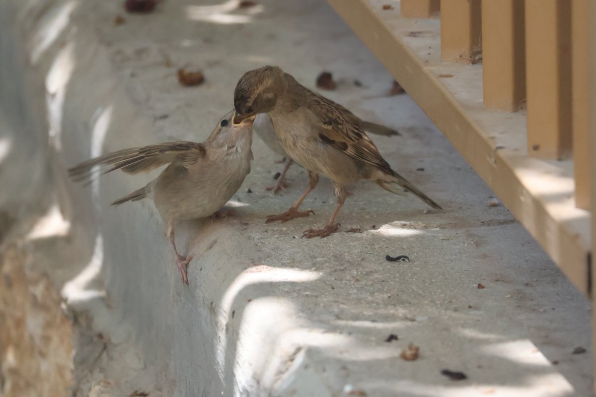 אריק tweet media
