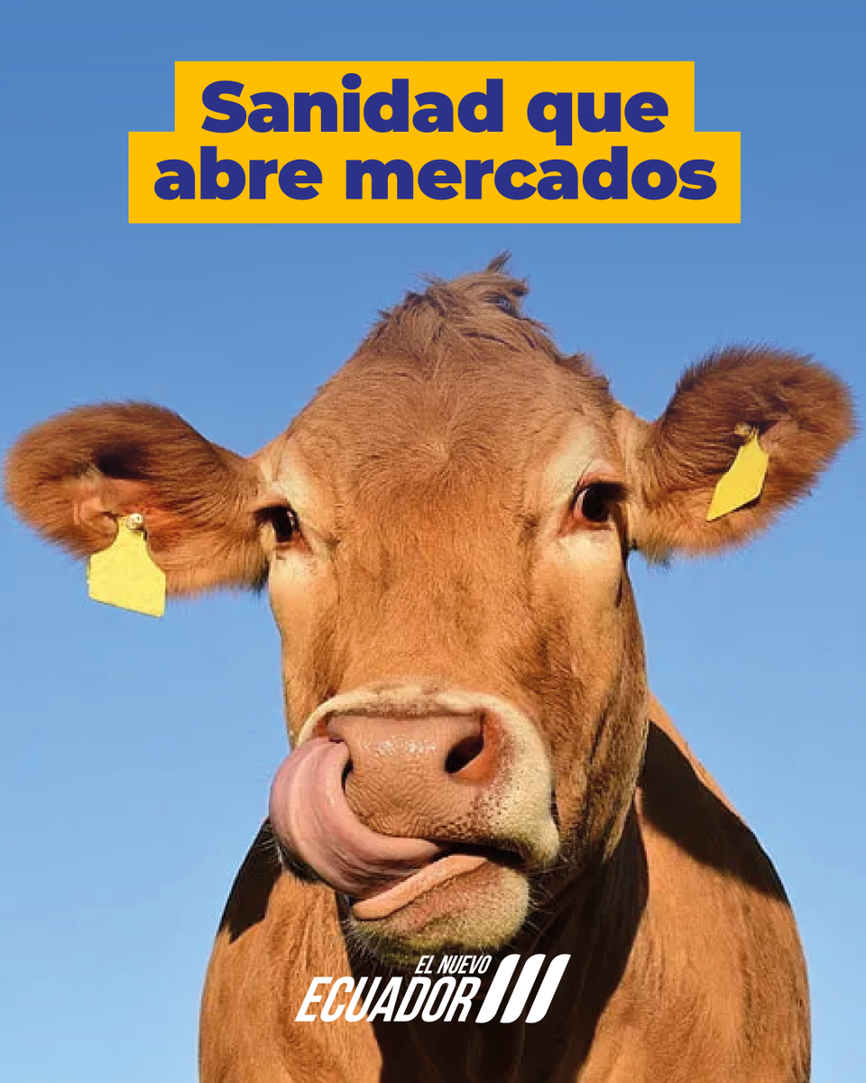 AgrocalidadEC's tweet photo. 🇪🇨🐄Más de una década de trabajo sanitario nos impulsa hacia un nuevo logro: consolidarnos como país libre de fiebre aftosa sin vacunación. 

Desde el 2⃣9⃣  de enero de 2026 ya no se vacuna a bovinos ni bufalinos. 

#EcuadorLibreDeFiebreAftosa🐮 https://t.co/qmQIQ2mBOv