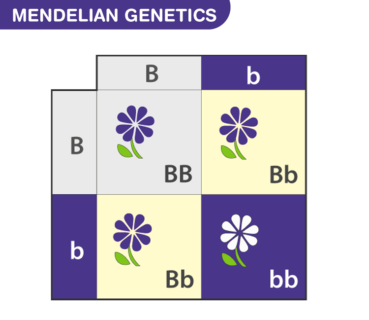 ShadowIR tweet media