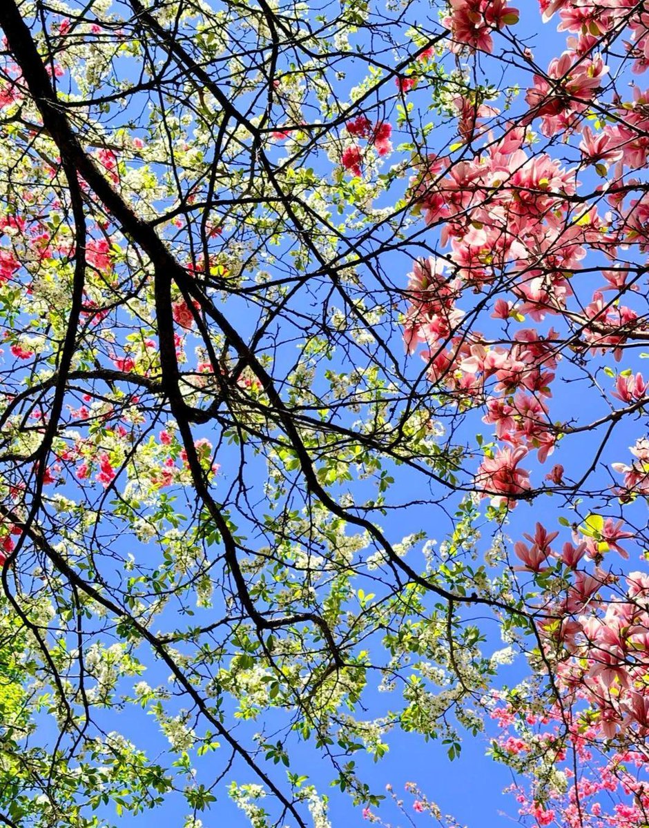 A ray of sunshine in the morning and a tree in full bloom are enough to fill me with renewed energy. #Good morning!#USA