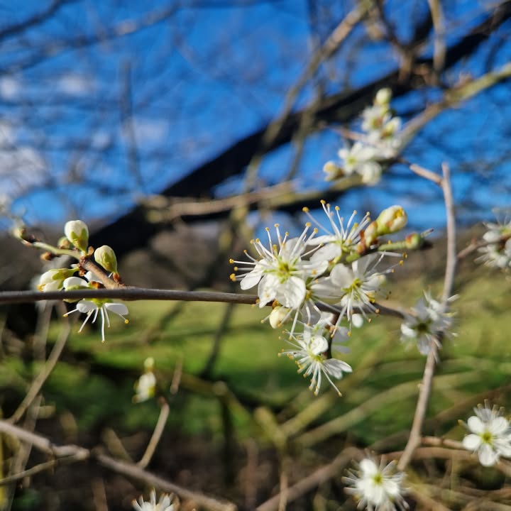 Friends of Pollok Country Park tweet media