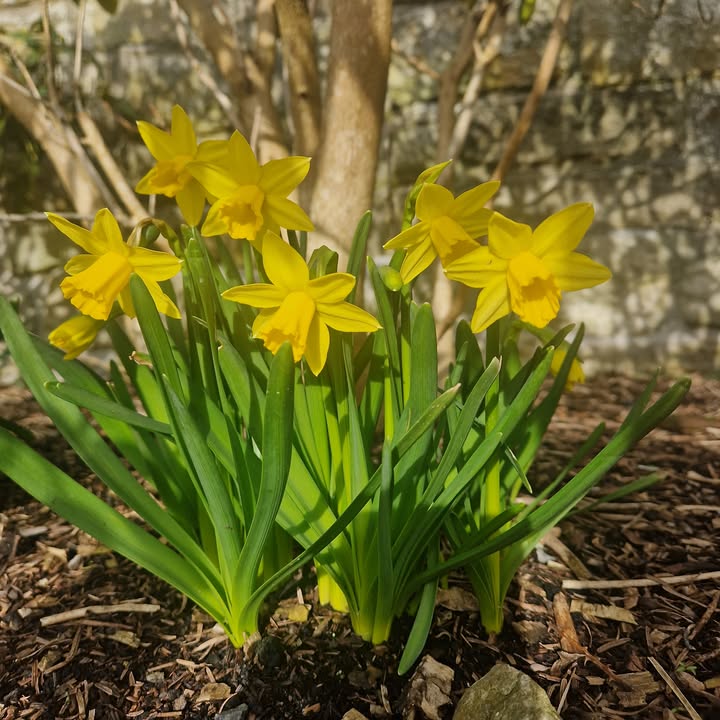 Friends of Pollok Country Park tweet media