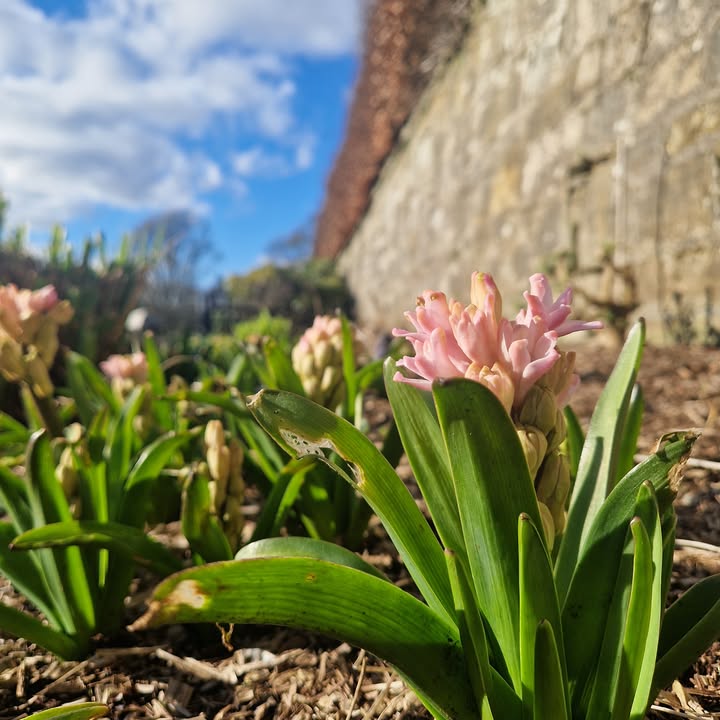 Friends of Pollok Country Park tweet media