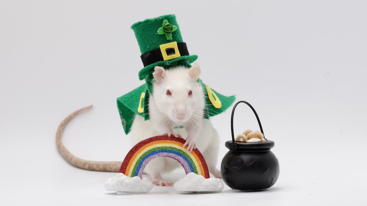 Shadow the Rat tweet media