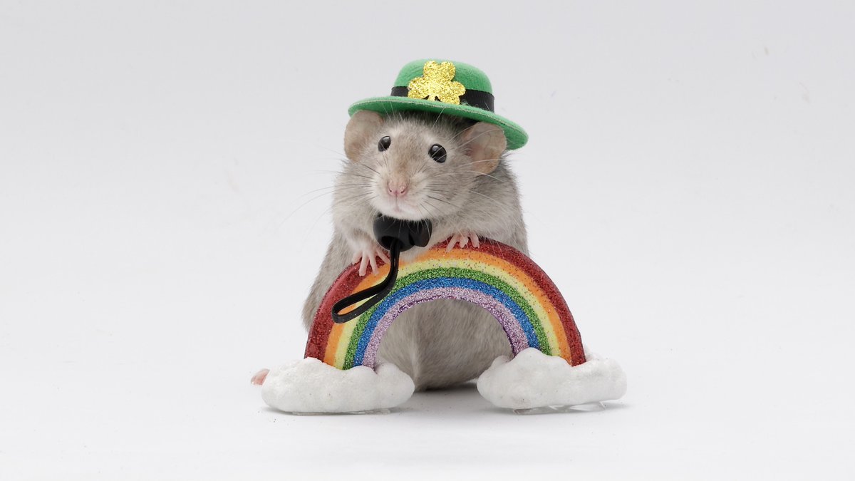 Shadow the Rat tweet media