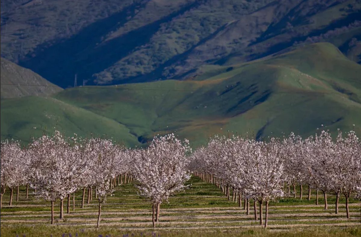 Sierra Valley Almonds tweet media