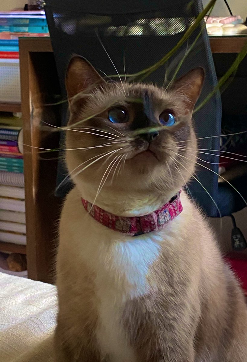 Studynha✨🩺 tweet media