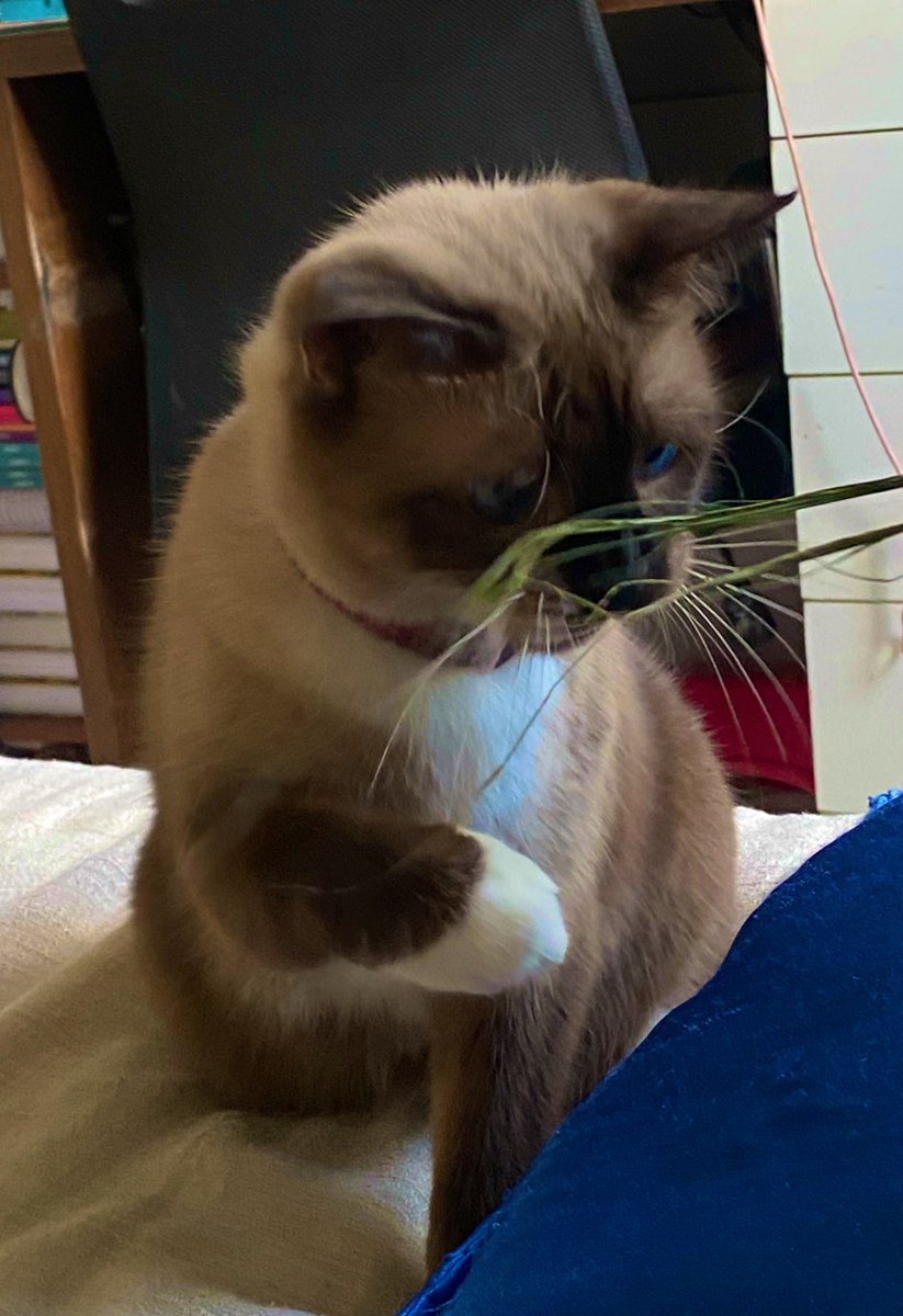 Studynha✨🩺 tweet media