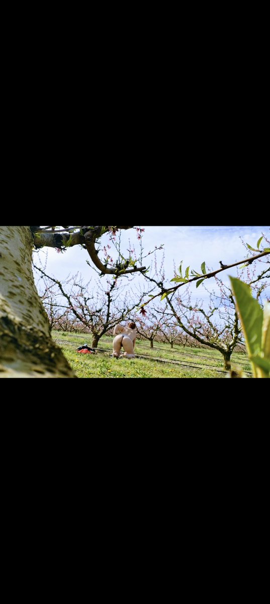 Péché en plein champ... 🌸🍑

Le soleil de Perpignan et les pêchers en fleurs m'inspirent. ☀️✨

Vidéo à venir... Soyez prêts ! 🎥🔥

Mes secrets ici : 🔗 allmylinks.com/lesnuitsdeleon…
#Nature #PéchéMignon #Perpignan #Teasing