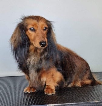 MakeChipsCount to Reunite Pets tweet media