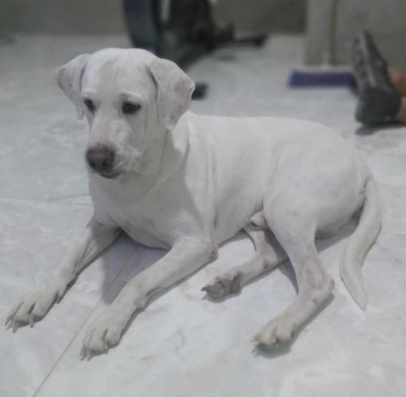 AlertaMePerdi's tweet photo. #PERDIDO #GUAYAQUIL
Nombre: #Beily 
Fecha: 17-12-25
Sector: Centro, Calicuchima y José Mascote 
Sexo: Macho
Raza: Mestizo 
Obsv: Color blanco con pintitas cafés claras en las orejas, ojo derecho lastimado
Contacto: 0994224871
¡Ayúdalo a volver con su familia!
#AlertaMePerdí https://t.co/N8juuUad79