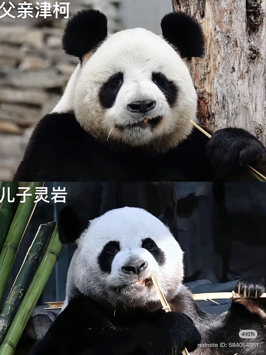 zhensheng1092's tweet photo. บน จินเคอ
ล่าง หลิงเหยียน

Like father, like son ค่ะ🥰

Cr xhs MEITING
#jinke #lingyan #津柯 #灵岩 https://t.co/9Wcvmu8Qo2
