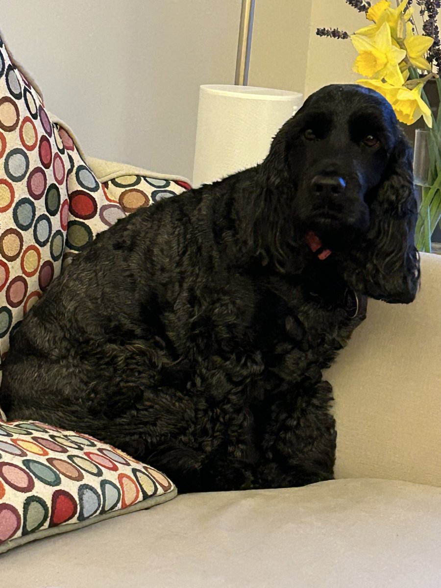 Daisy 🇮🇪 🐕‍🦺 & Alfie 🌈 🐕🥰 tweet media