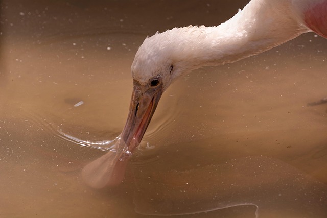 Ryan Payne tweet media