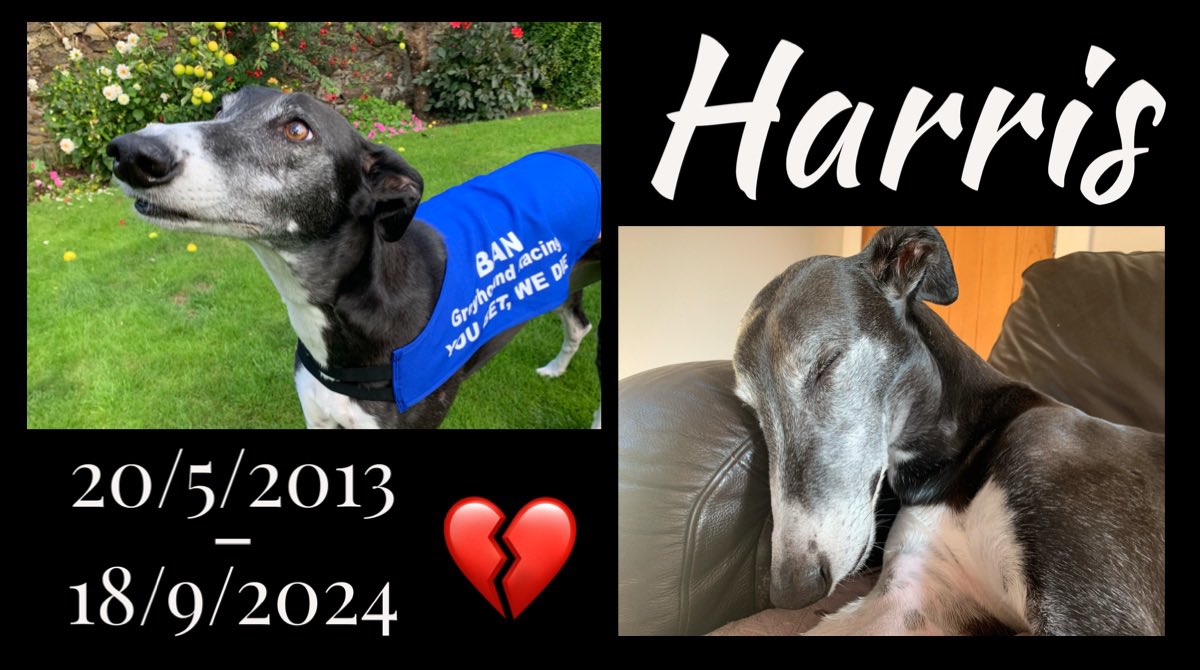 Harris Hound 🌈 SayNoToGreyhoundRacingInScotland tweet media
