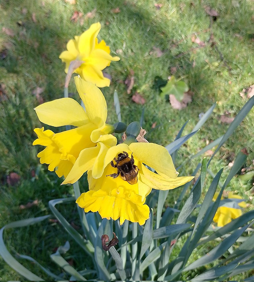 L22 Seafront Gardens tweet media