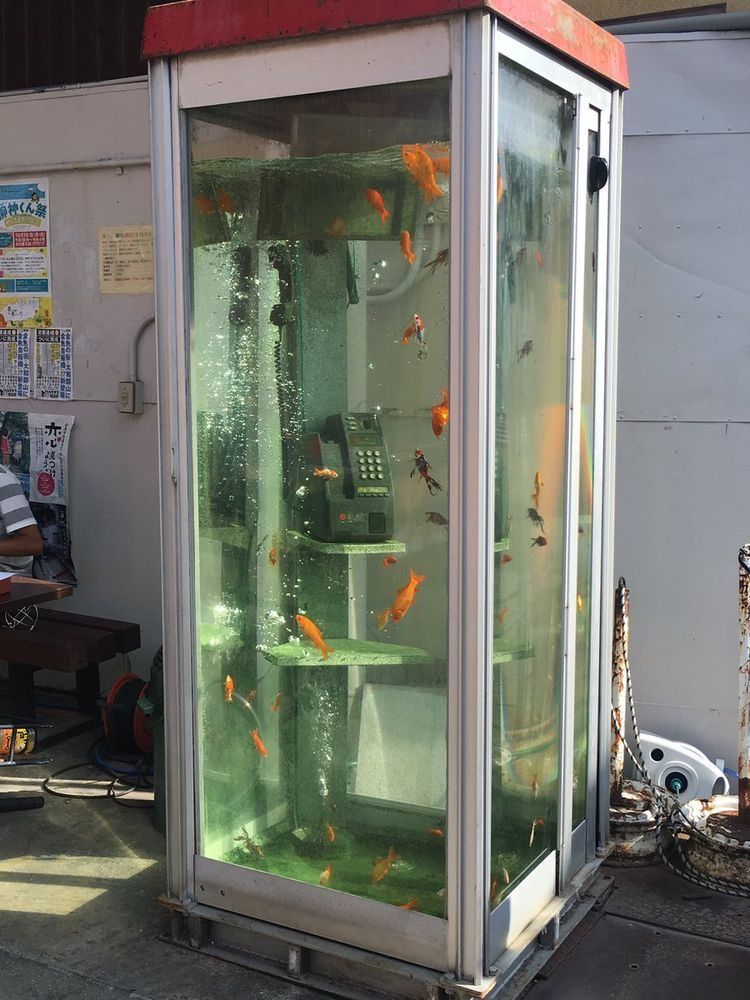 rare.jpg tweet media