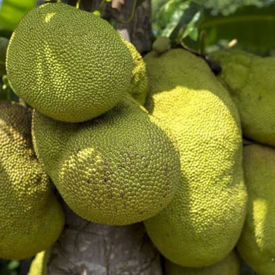 Lango Unveiled 🌴 tweet media