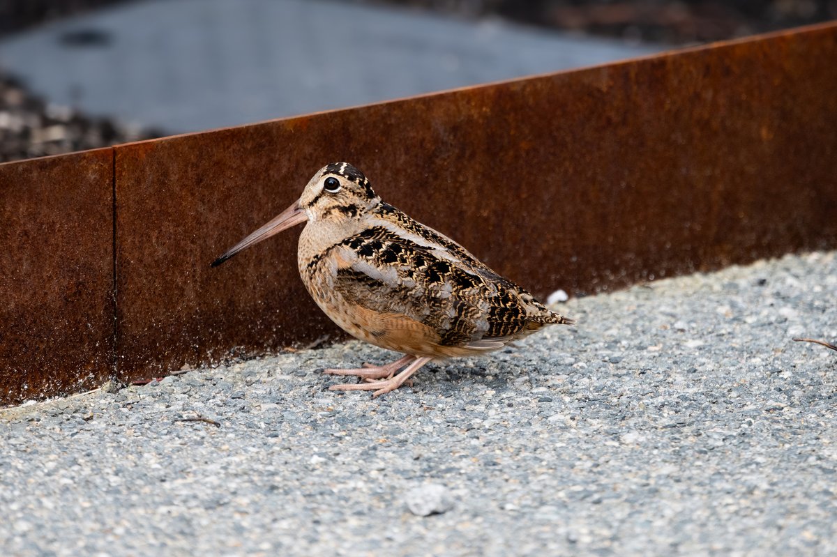Northeastern University tweet media