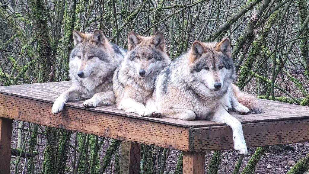 Wolf Haven International tweet media