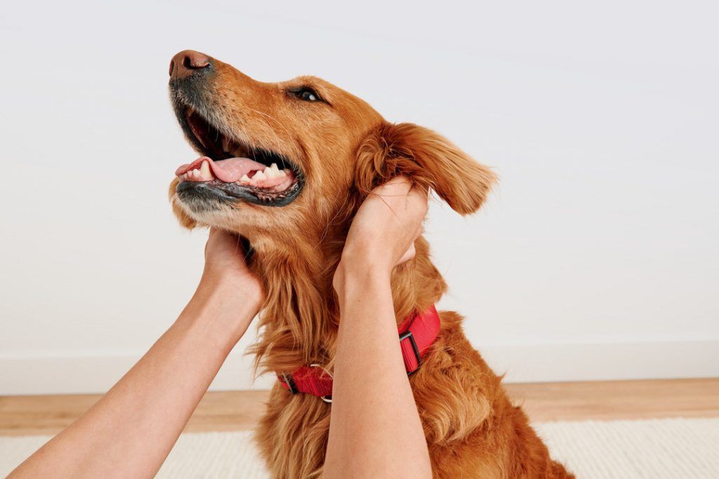 Veterinary Practice News tweet media