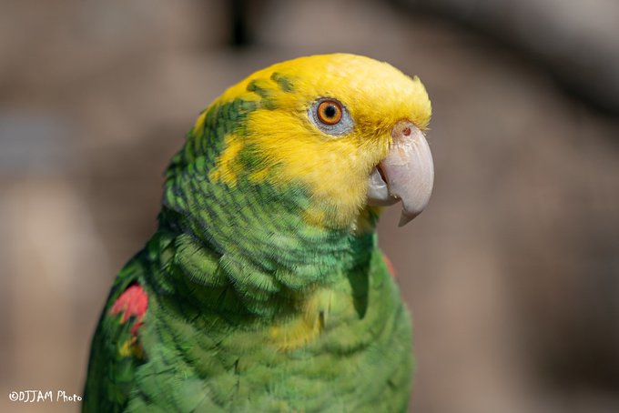 Cincinnati Zoo tweet media