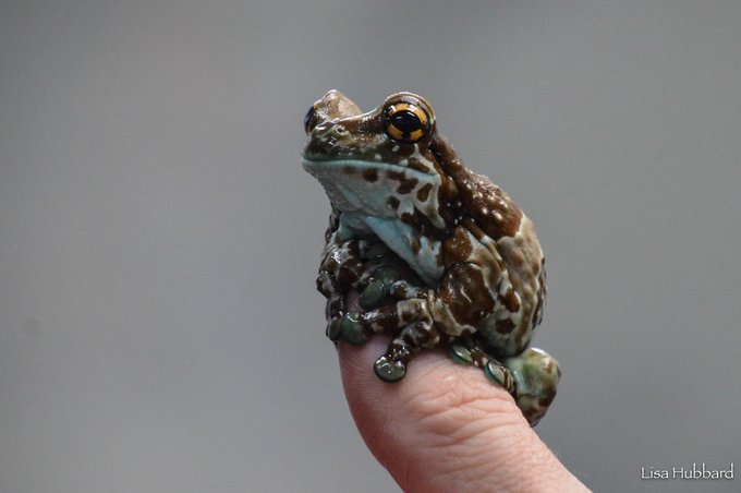 Cincinnati Zoo tweet media