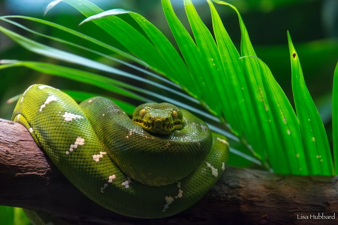 Cincinnati Zoo tweet media