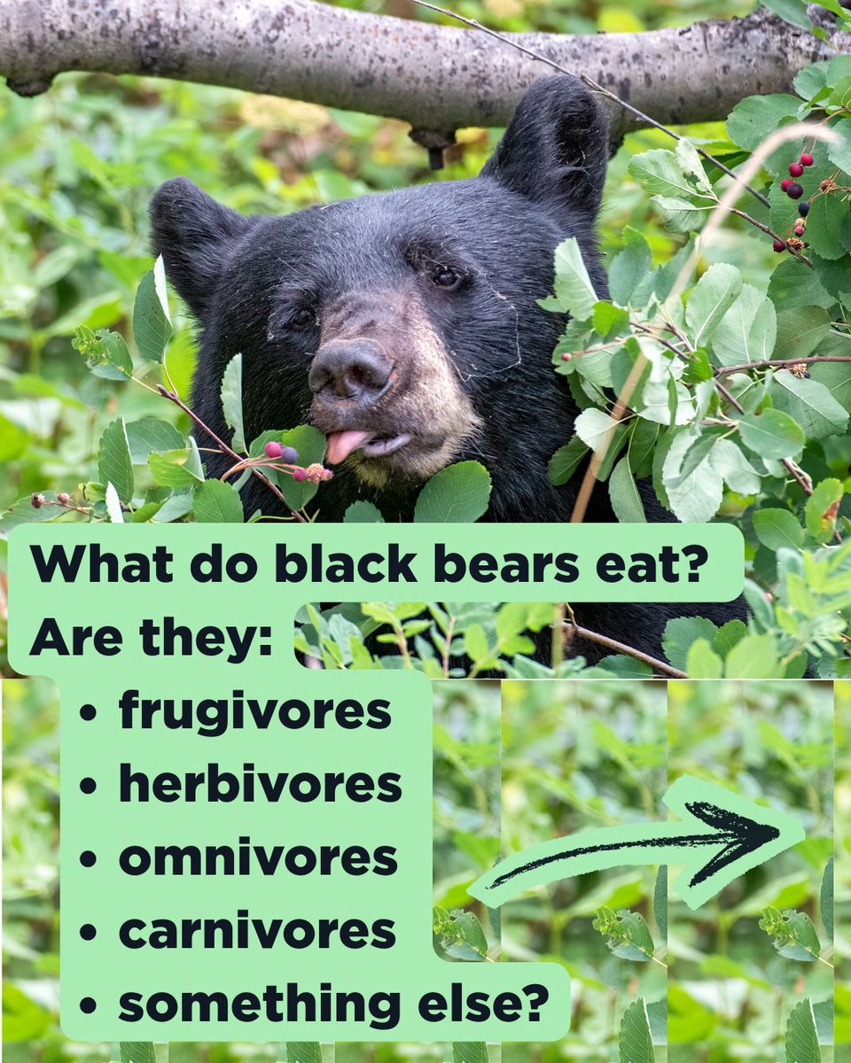 Morris CtyLibrary tweet media