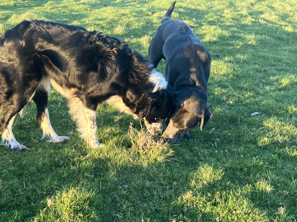 Limpy Lab Max tweet media