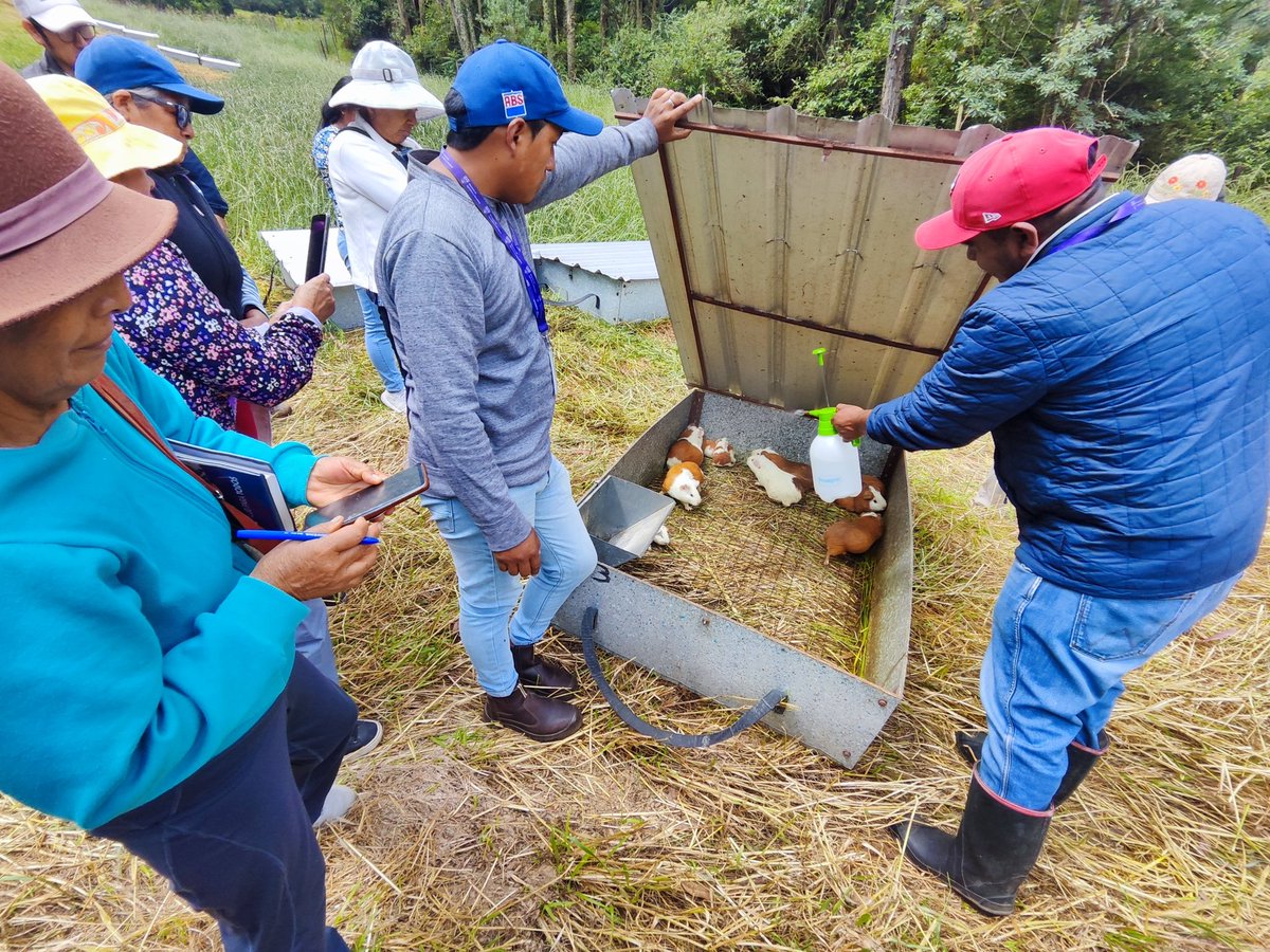 Agricultura_CZ2's tweet photo. #Pichincha| Impulsamos una crianza de cuyes más eficiente y sostenible.

Productores de Quito aprendieron a  producir con:
🔹 Menos antibióticos 💊🚫
🔹 Menor erosión del suelo 🌍
🔹 Alimentación a base de pasto y forraje 🌾
#ElNuevoEcuador https://t.co/S5YcGI7mQx